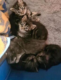 Maine Coon Kitten geimpft, entwurmt mit Starterpaket - Leipzig Südost