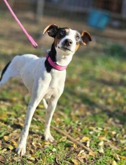 Bora sucht ihre Menschen - Nordwalde