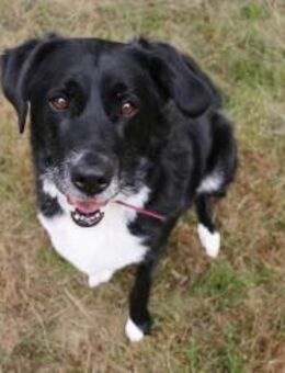 Zuhause gesucht für unsere hübsche Cleo - Tiefenbach (Landkreis Passau)