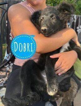 Dobri ein kleiner Spatz - Flörsheim-Dalsheim