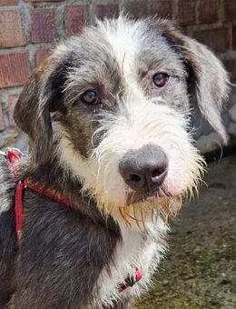 Carlo sucht ein ganz liebevolles Zuhause - Laatzen