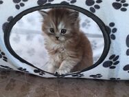 Perser- Birma Edelmix Kitten weiblich - Nohen