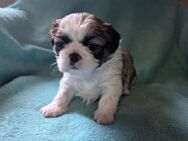 Shih Tzu Hündin Phoebe - Seeland Gatersleben