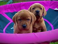 Labrador Foxred Welpen mit Ahnentafel
