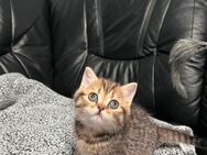 Reinrassiges Britisch Kurzhaar BKH Katze Mädchen Kätzchen kitten Black Golden Spotted Tabby Gold - Hamm