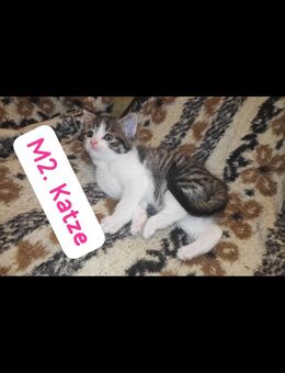 1 süße mädels suchen zuhause auf Lebenszeit. - Niederwürschnitz