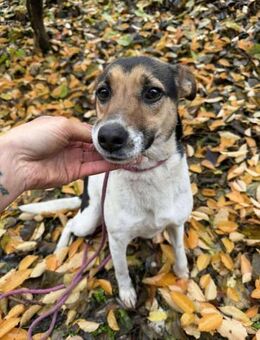 Sziszi, freundliche Mischlöingshündin - Remagen