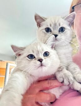 Zwei BKH Kitten (weiblich) - Oberndorf (Neckar)