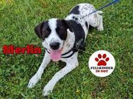 lieber Pointer Merlin sucht Zuhause - Margetshöchheim