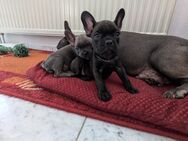 Französische Bulldogge Welpen - Schwäbisch Gmünd