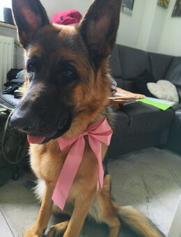 Dt. Schäferhund Edda - Krefeld