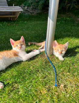 Unser Babykatzen-Geschwisterpärchen sucht liebevolles Zuhause - Kollnburg