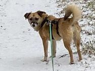 freundliche Luna sucht ihre Menschen - Bochum