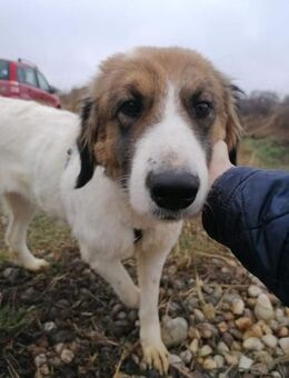 NICA - ganz viel Hund zum lieb haben - Konstanz