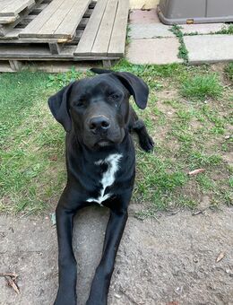 Neues zu Hause gesucht!!! - Nordhausen