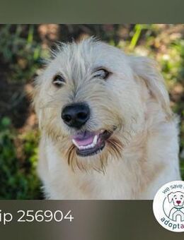 Chip 256904: Sucht ein Zuhause - Kirchzell