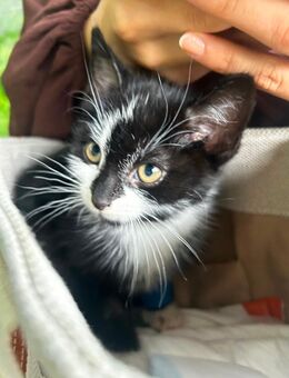 Hübsche EKH Kitten abzugeben ! - Duisburg