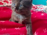 Maine Coon Mix Kitten suchen neues Zuhause - Grabenstätt