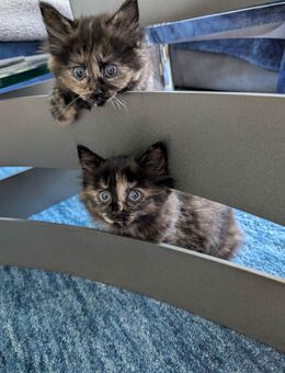 Zwei Britisch Langhaar Mix Kätzchen (Tortie) suchen ein liebevolles Zuhause - Drolshagen