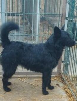 Vaka liebt Kinder, sucht Familie - Olsberg