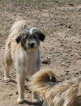 Zuhause auf Zeit gesucht für Petrie - Celle