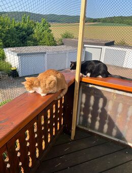 Liebevolles Zuhause gesucht - Seesen