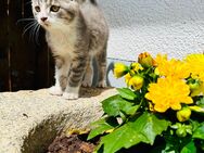 Kätzchen suchen liebevolles Zuhause auf Lebenszeit - Kollnburg