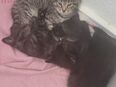 Babykittem abzugeben in 35781