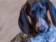 Traumhund Spotty - Berlin