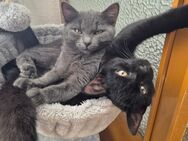BKH 🐱 katze ♡ Brüder - Hechingen