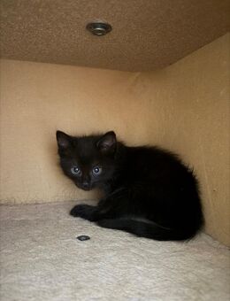 Ragdoll kitten - Düsseldorf