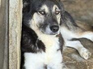 Amos - der Neugierige 🐾 - Elsdorf (Nordrhein-Westfalen)