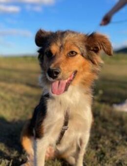 Wunderschön, sportlich, lieb - Yuki - Berlin