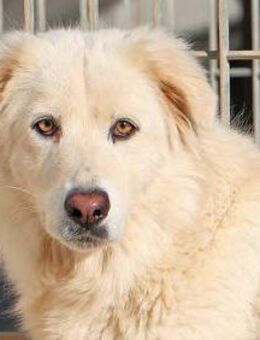 STANFORD - ein toller Kerl - Regensburg