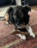 Woody, ruhiges Zuhause gesucht in 25767