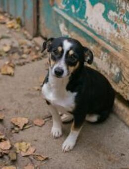 255411 - neugierig und lebhaft - Overath