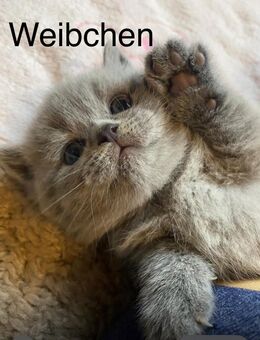 Reinrassige Bkh Kitten in blue - Brakel