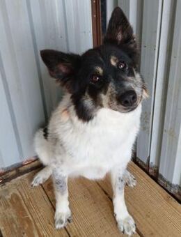 🐶 Elea - Tierheimalltag ist ihr zu viel - Eislingen (Fils)