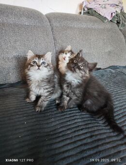 Perser Mix kitten babys - Nürnberg
