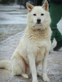 Lukas sucht Laika Mix Kenner - Ottweiler