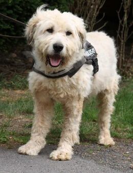 Charlie ist sehr menschenfreundlich - Schwarmstedt