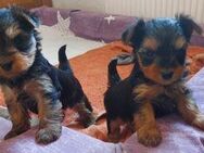 Bezaubernde Yorkshire Terrier Welpen mit Stammbaum - Marktoffingen