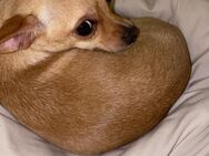 Wurfankündigung❤️❤️ Chihuahua ❤️❤️ - Groß Nordende