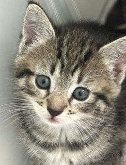 Süsse Babykatzen - Gevelsberg
