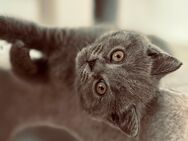 Britisch Kurzhaar Kitten 2-fach geimpft, mehrfach entwurmt - Weimar