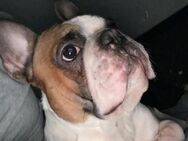 Französische Bulldogge - Dülmen