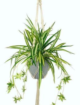 Künstliche Zimmerpflanze Wasserlilie, I.GE.A., Höhe 95 cm, im Kunststofftopf, mit Hängeampel