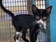 Salvador aus dem Tierschutz - Grevenbroich