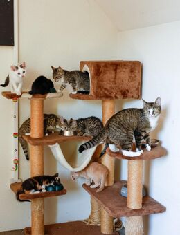 Kitten aus Pflegestelle - Dörpen
