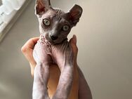 Reinrassig Canadian sphynx kitten - Schwalmstadt